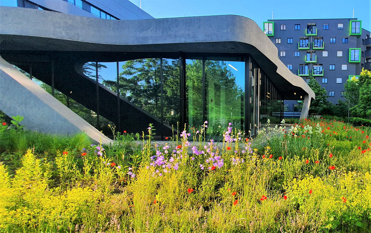 Pavillon FOM Düsseldorf Blumenwiese